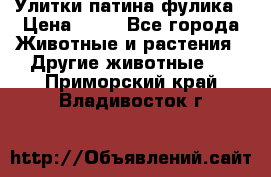 Улитки патина фулика › Цена ­ 10 - Все города Животные и растения » Другие животные   . Приморский край,Владивосток г.